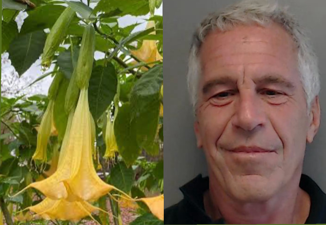 New Jeffrey Epstein Files Released Asked About ‘Zombie Drug’ Plants Allegedly In Nursery